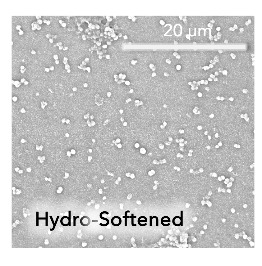 Bacteria2